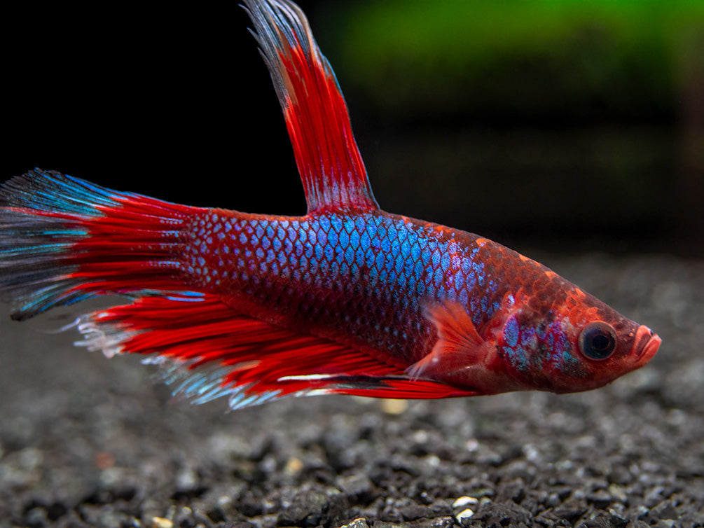 Assorted Hellboy Halfmoon Betta (Betta splendens) - Tank-Bred!