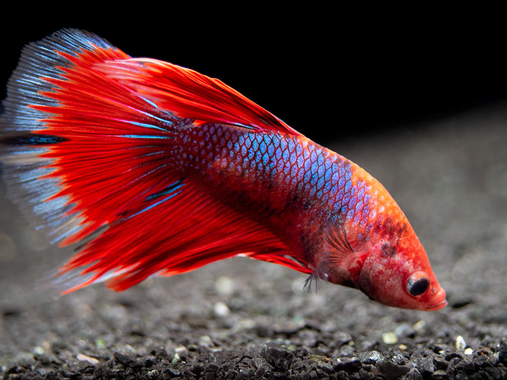 Assorted Hellboy Halfmoon Betta (Betta splendens) - Tank-Bred!