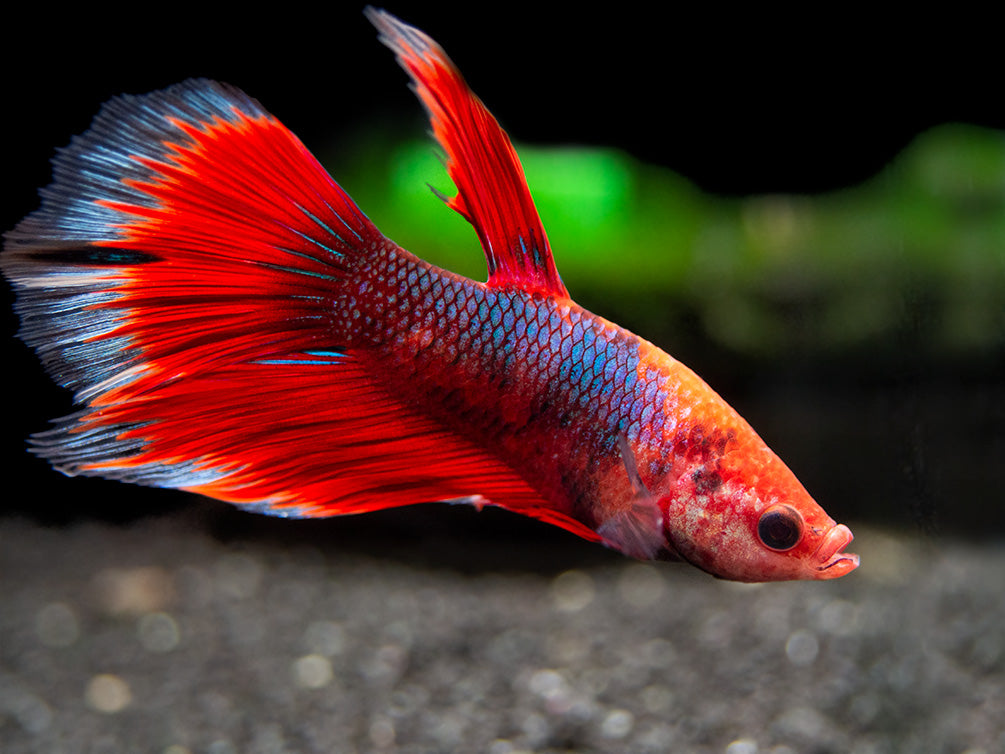 Assorted Hellboy Halfmoon Betta (Betta splendens) - Tank-Bred!