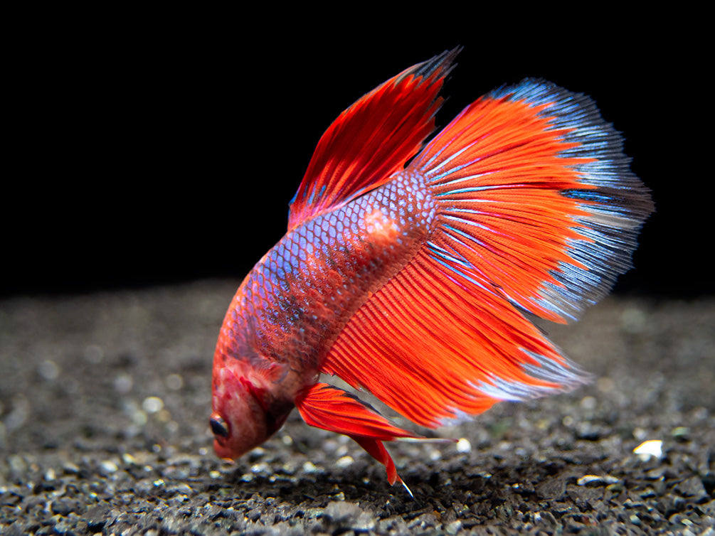 Assorted Hellboy Halfmoon Betta (Betta splendens) - Tank-Bred!