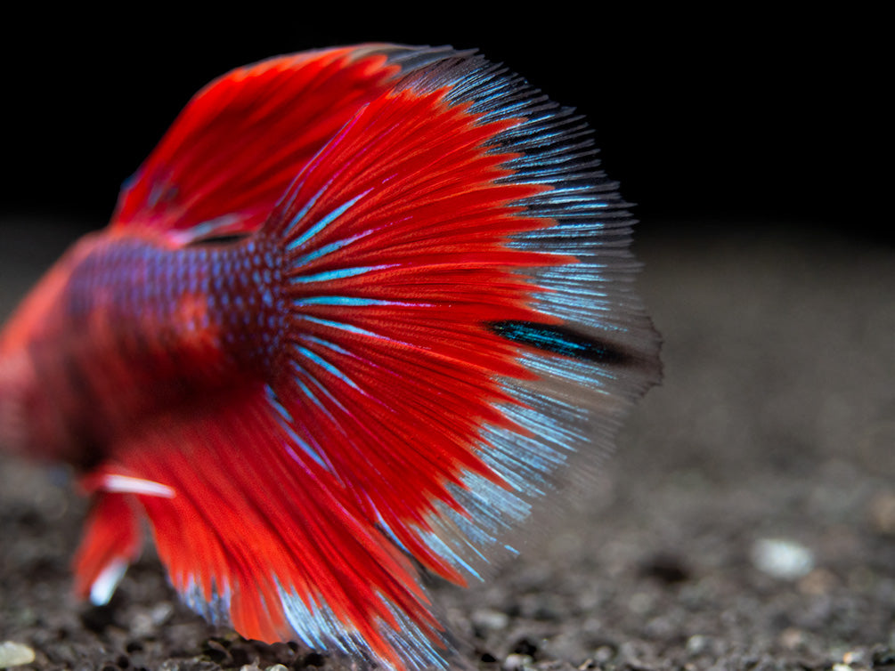 Assorted Hellboy Halfmoon Betta (Betta splendens) - Tank-Bred!