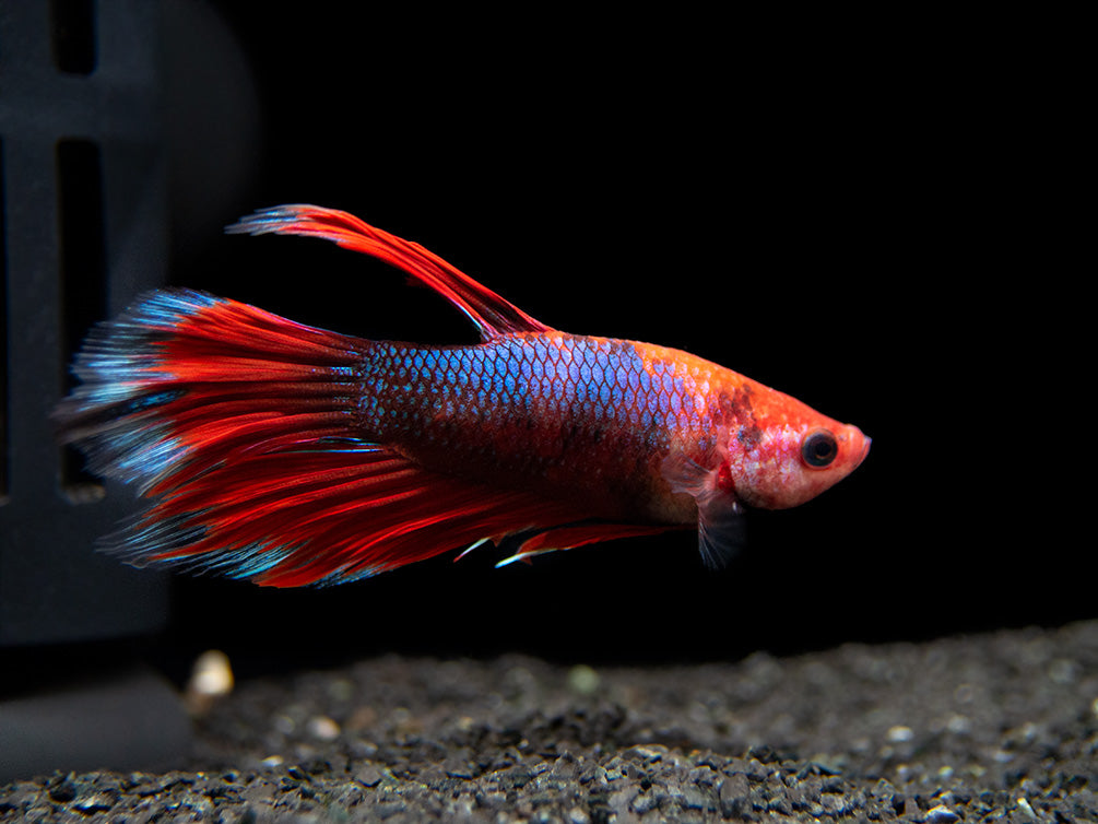 Assorted Hellboy Halfmoon Betta (Betta splendens) - Tank-Bred!