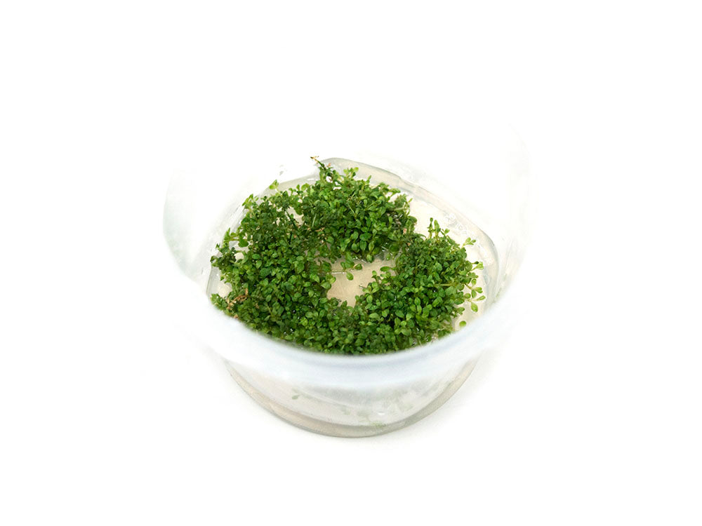 Dwarf Baby Tears (Hemianthus callitrichoides "Cuba") Tissue Culture