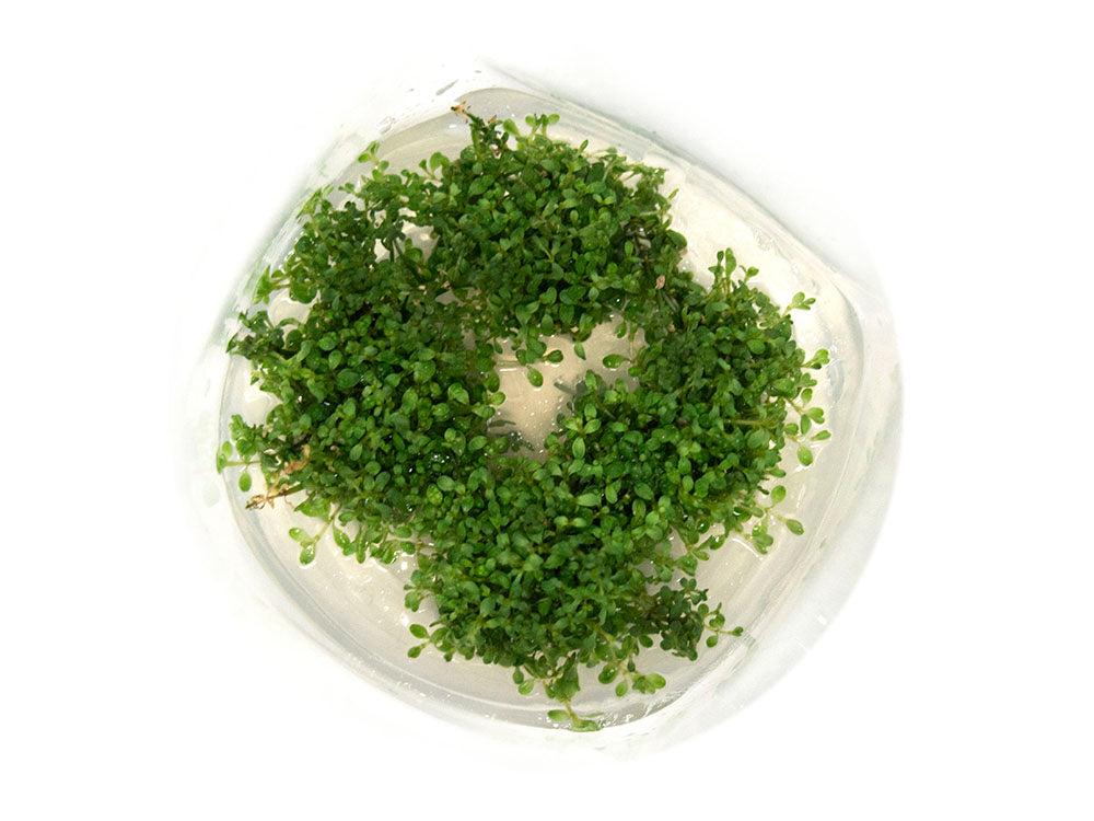 Dwarf Baby Tears (Hemianthus callitrichoides "Cuba") Tissue Culture