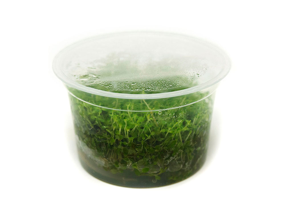 Dwarf Baby Tears (Hemianthus callitrichoides "Cuba") Tissue Culture