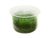 Dwarf Baby Tears (Hemianthus callitrichoides 