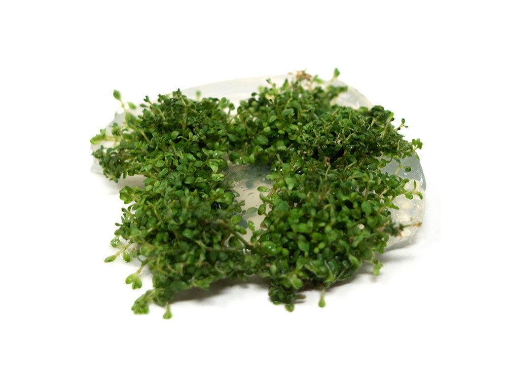 Dwarf Baby Tears (Hemianthus callitrichoides "Cuba") Tissue Culture