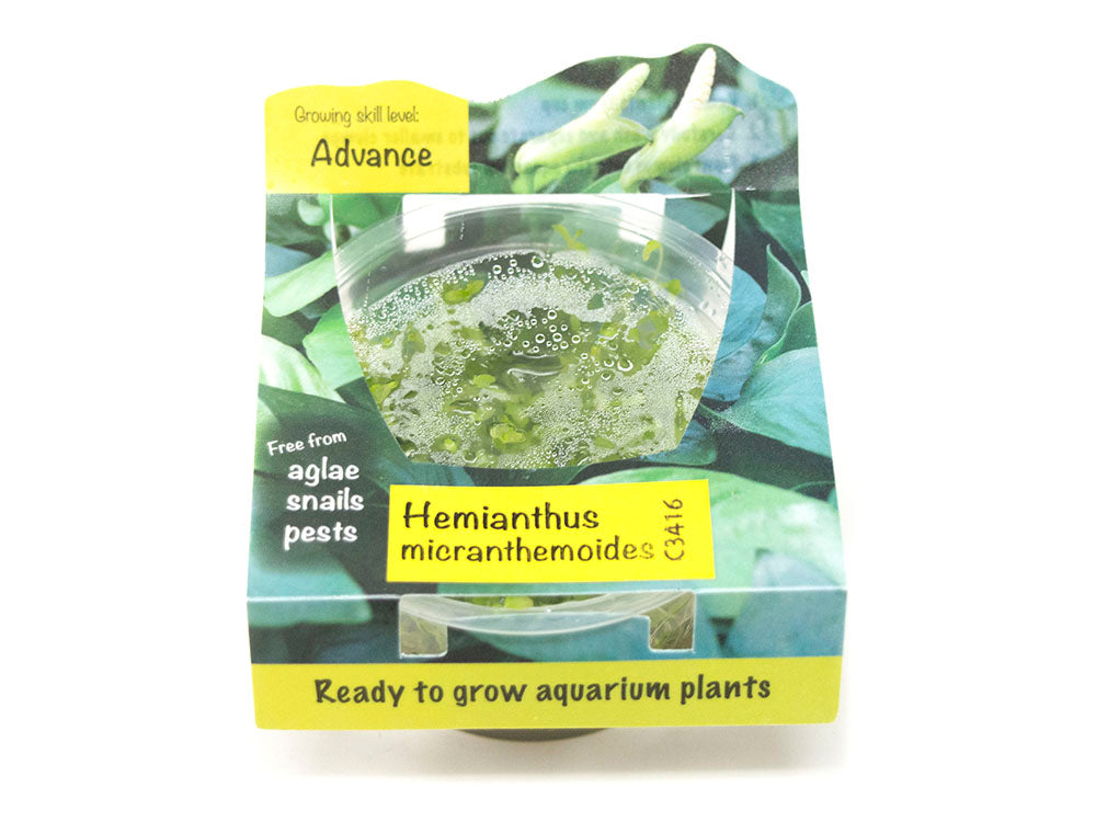 Pearl Weed AKA Pearl Grass AKA Baby Tears (Hemianthus micranthemoides) Tissue Culture
