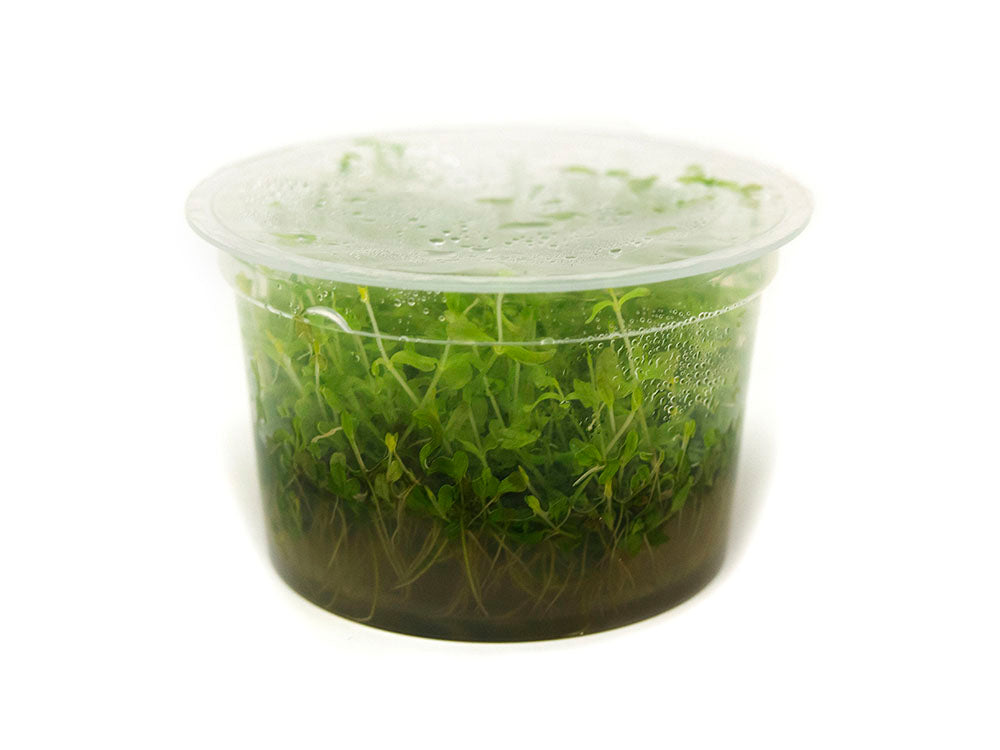 Pearl Weed AKA Pearl Grass AKA Baby Tears (Hemianthus micranthemoides) Tissue Culture