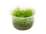 Pearl Weed AKA Pearl Grass AKA Baby Tears (Hemianthus micranthemoides) Tissue Culture