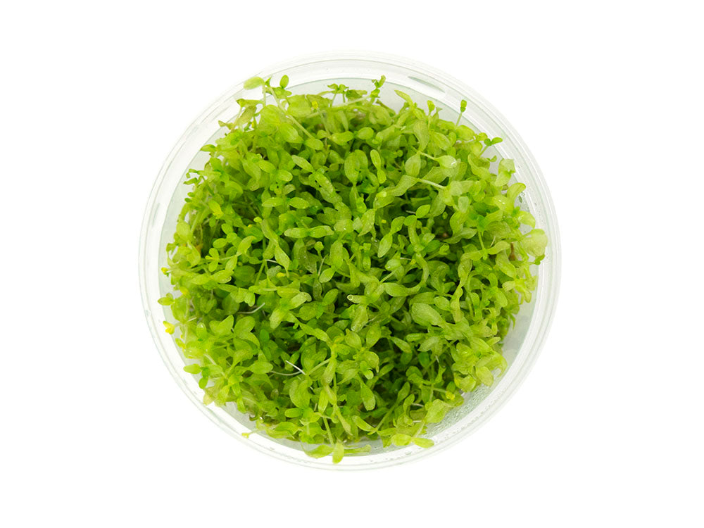 Pearl Weed AKA Pearl Grass AKA Baby Tears (Hemianthus micranthemoides) Tissue Culture