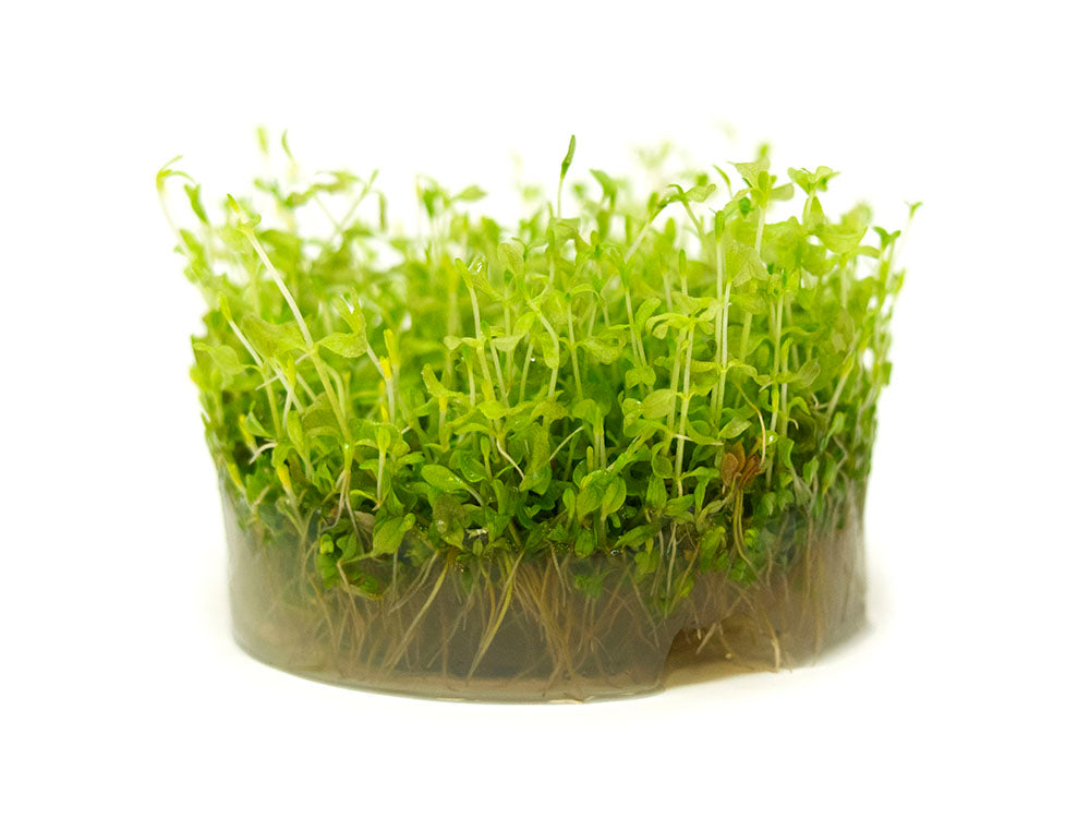 Pearl Weed AKA Pearl Grass AKA Baby Tears (Hemianthus micranthemoides) Tissue Culture