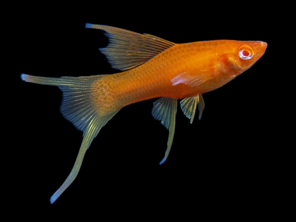 Hi Fin Red Eye Blood Red Lyretail Swordtail (Xiphophorus helleri), Tank-Bred