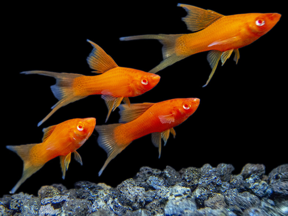 Hi Fin Red Eye Blood Red Lyretail Swordtail (Xiphophorus helleri), Tank-Bred