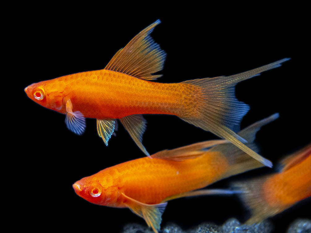 Hi Fin Red Eye Blood Red Lyretail Swordtail (Xiphophorus helleri), Tank-Bred