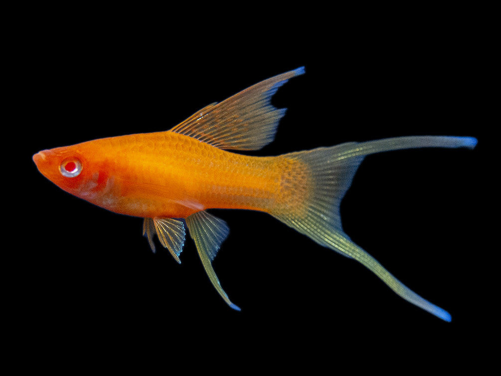 Hi Fin Red Eye Blood Red Lyretail Swordtail (Xiphophorus helleri), Tank-Bred