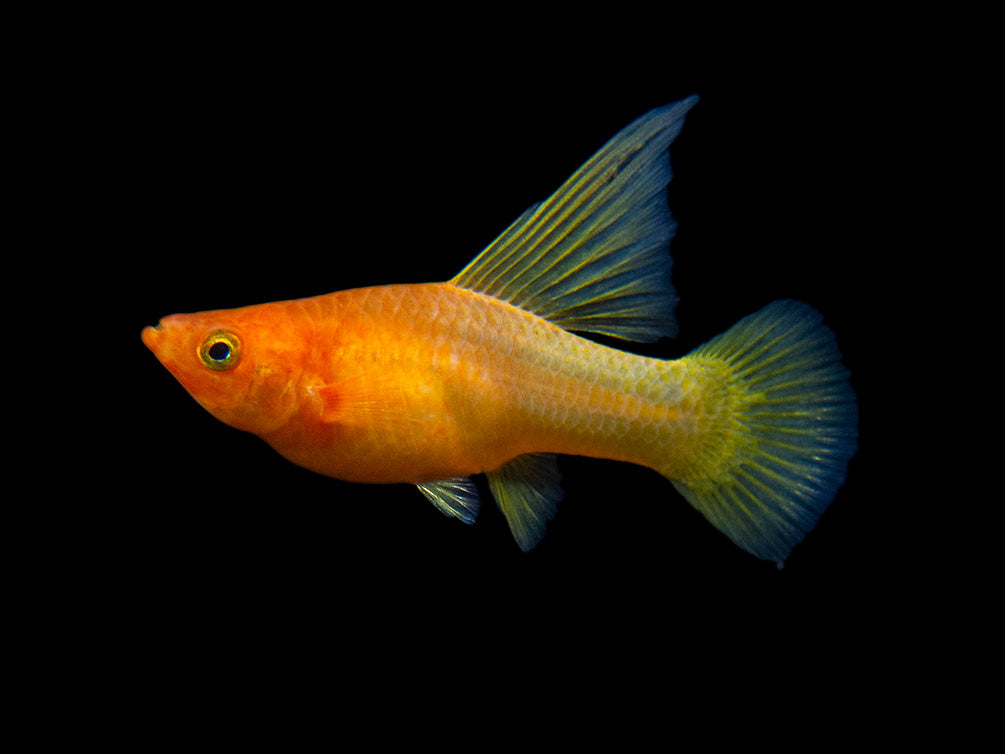 Sunrise Hi Fin Platy (Xiphophorus maculatus) - Tank-Bred!