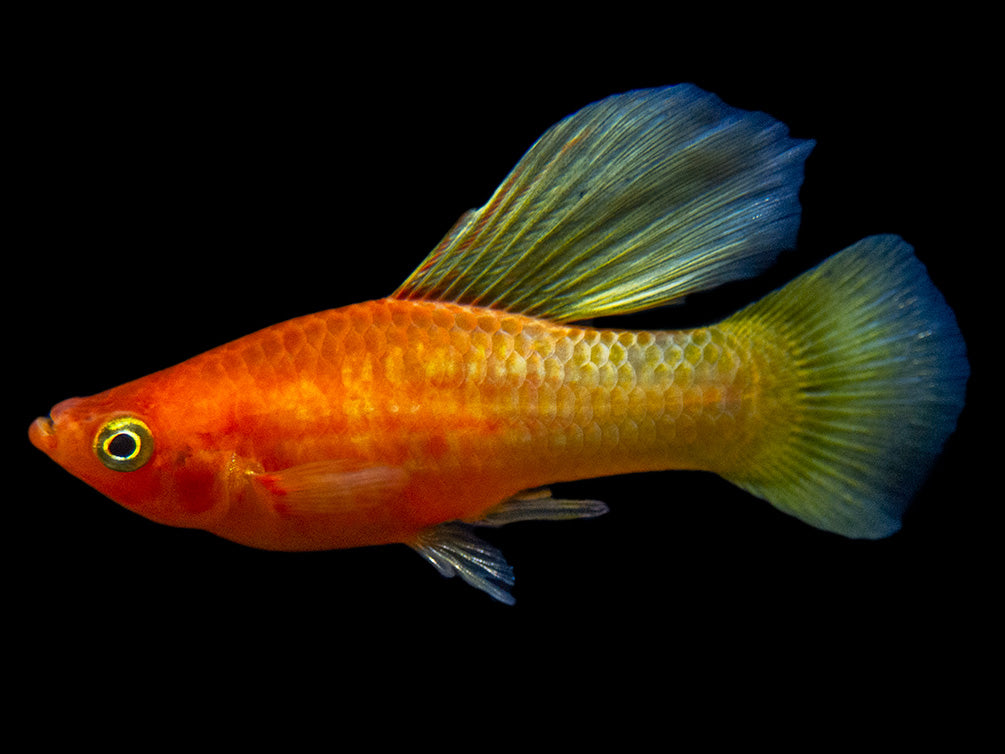 Sunrise Hi Fin Platy (Xiphophorus maculatus) - Tank-Bred!