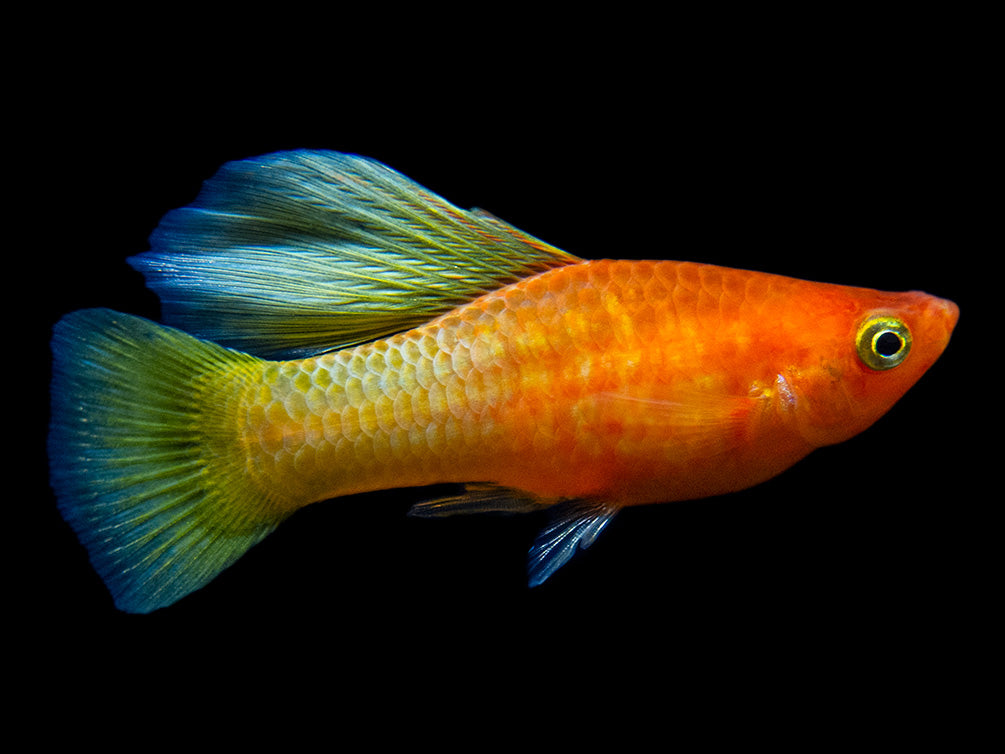 Sunrise Hi Fin Platy (Xiphophorus maculatus) - Tank-Bred!