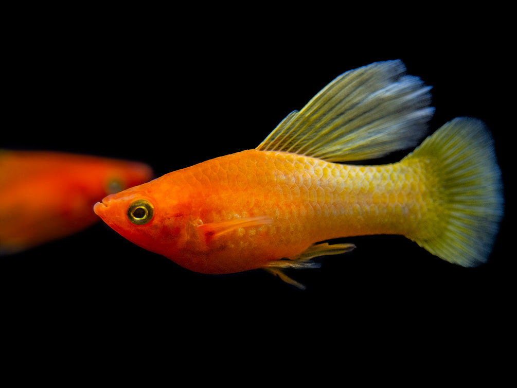 Sunrise Hi Fin Platy (Xiphophorus maculatus) - Tank-Bred!