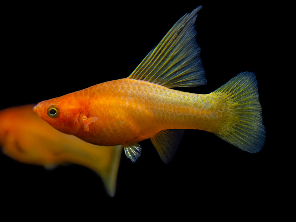 Sunrise Hi Fin Platy (Xiphophorus maculatus) - Tank-Bred!