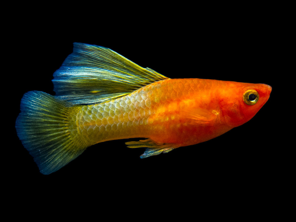 Sunrise Hi Fin Platy (Xiphophorus maculatus) - Tank-Bred!