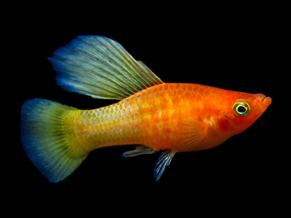 Sunrise Hi Fin Platy (Xiphophorus maculatus) - Tank-Bred!