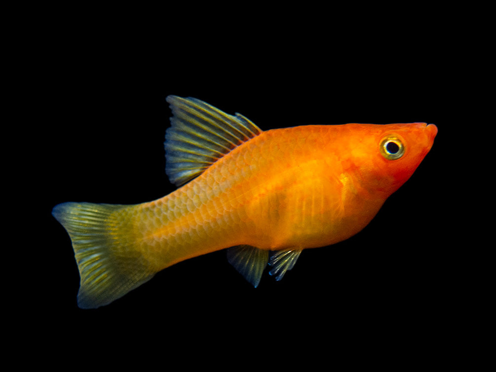 Sunrise Hi Fin Platy (Xiphophorus maculatus) - Tank-Bred!