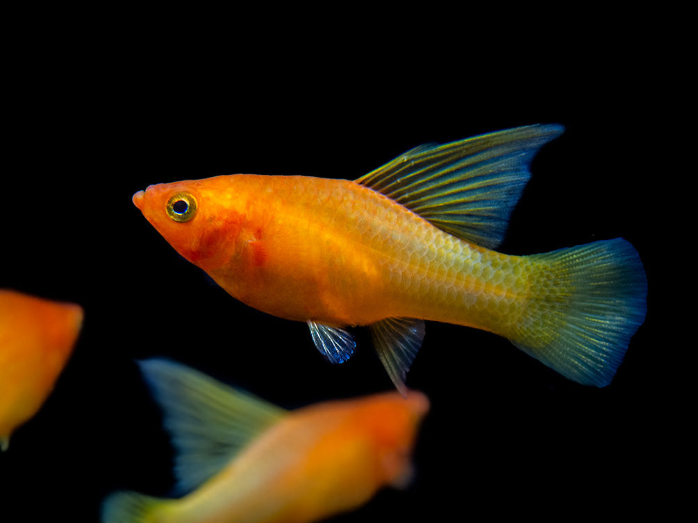 Sunrise Hi Fin Platy (Xiphophorus maculatus) - Tank-Bred!