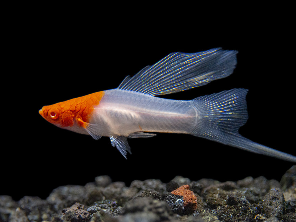 Hi Fin Tancho Kohaku Swordtail (Xiphophorus helleri), Tank-Bred