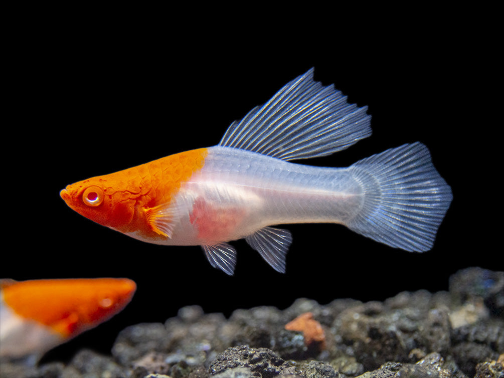 Hi Fin Tancho Kohaku Swordtail (Xiphophorus helleri), Tank-Bred