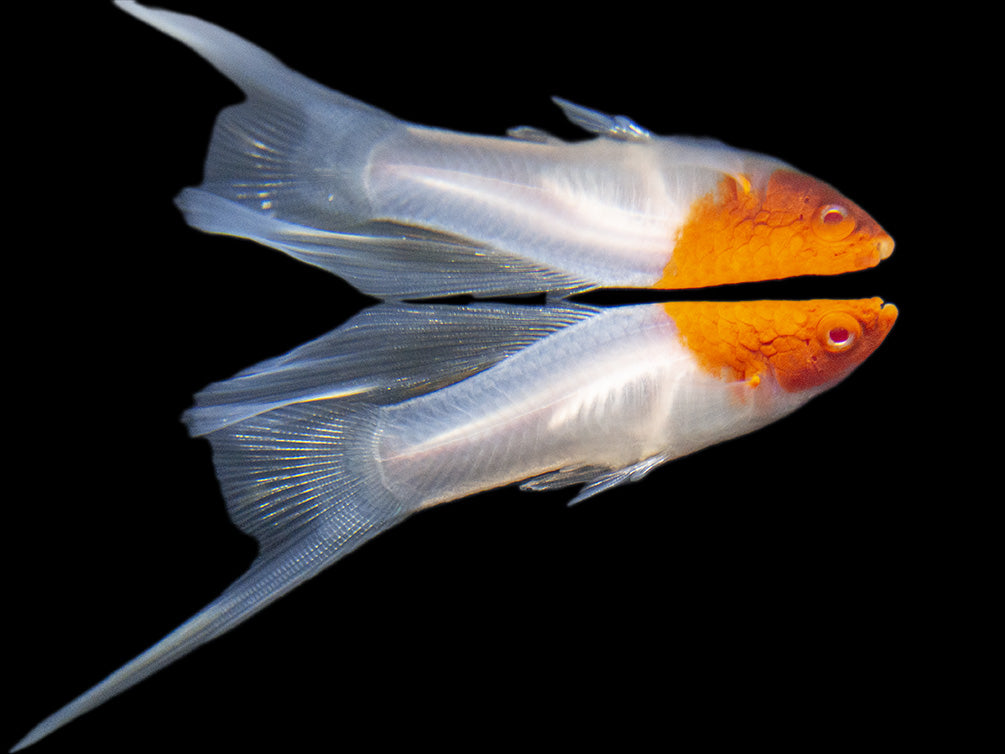 Hi Fin Tancho Kohaku Swordtail (Xiphophorus helleri), Tank-Bred