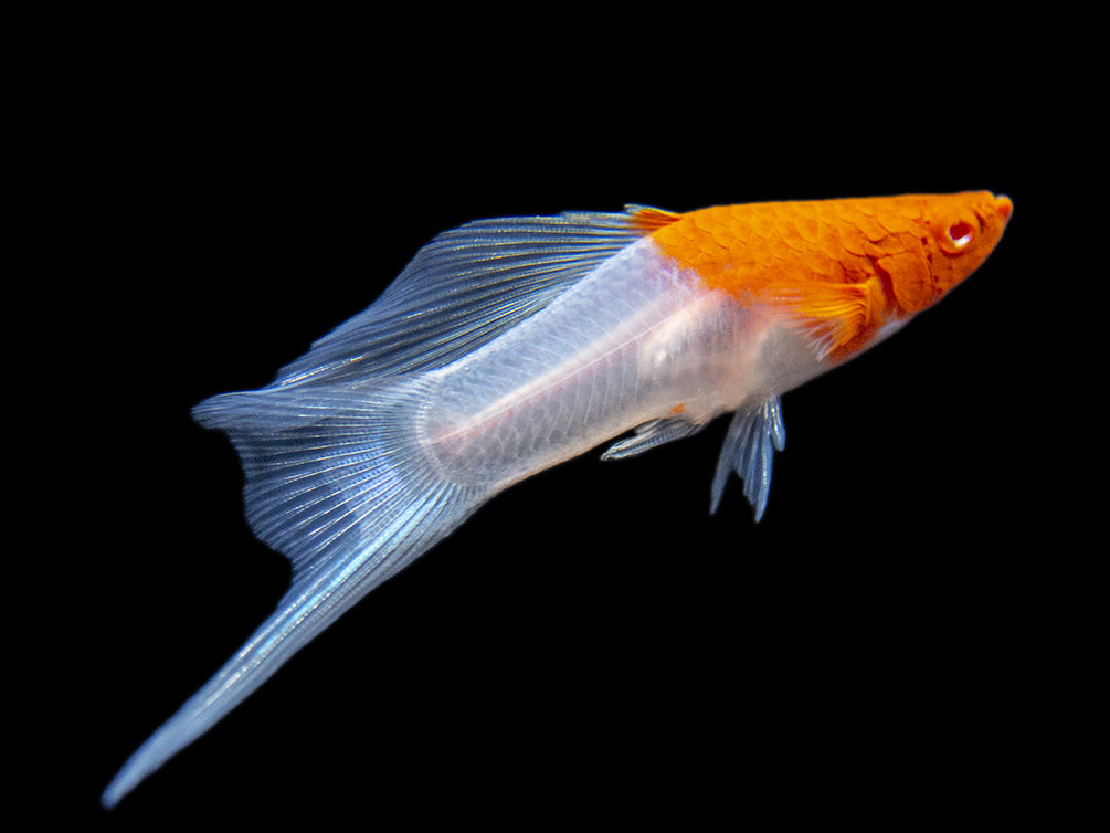 Hi Fin Tancho Kohaku Swordtail (Xiphophorus helleri), Tank-Bred