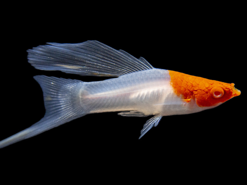 Hi Fin Tancho Kohaku Swordtail (Xiphophorus helleri), Tank-Bred