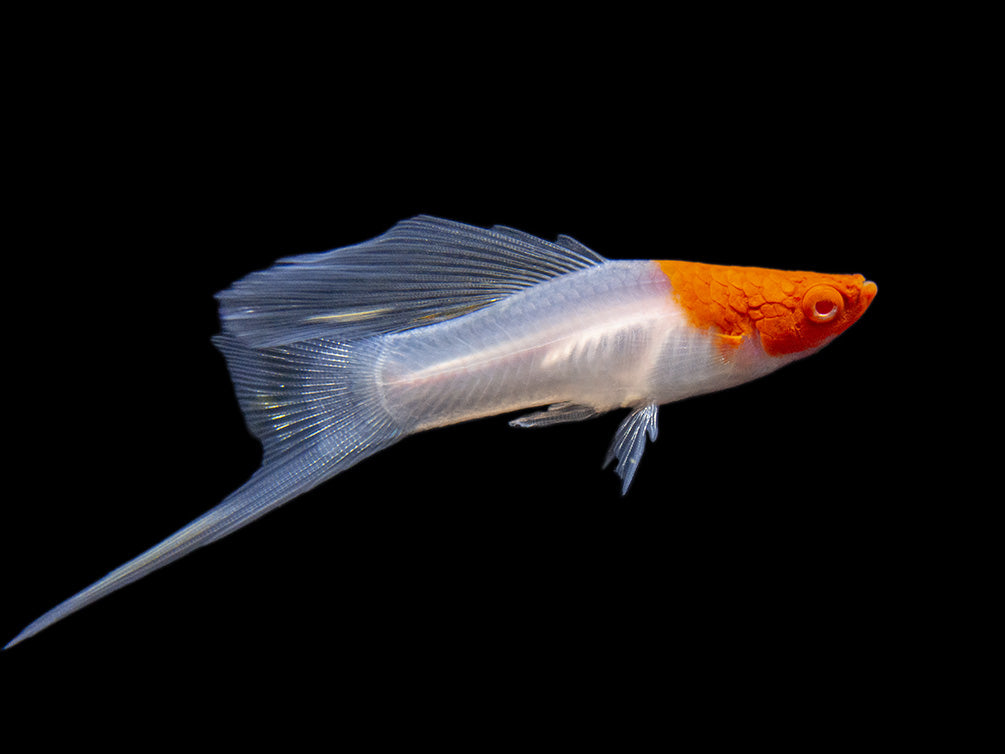 Hi Fin Tancho Kohaku Swordtail (Xiphophorus helleri), Tank-Bred