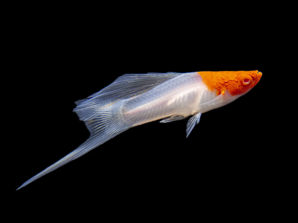 Hi Fin Tancho Kohaku Swordtail (Xiphophorus helleri), Tank-Bred