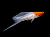 Hi Fin Tancho Kohaku Swordtail (Xiphophorus helleri), Tank-Bred