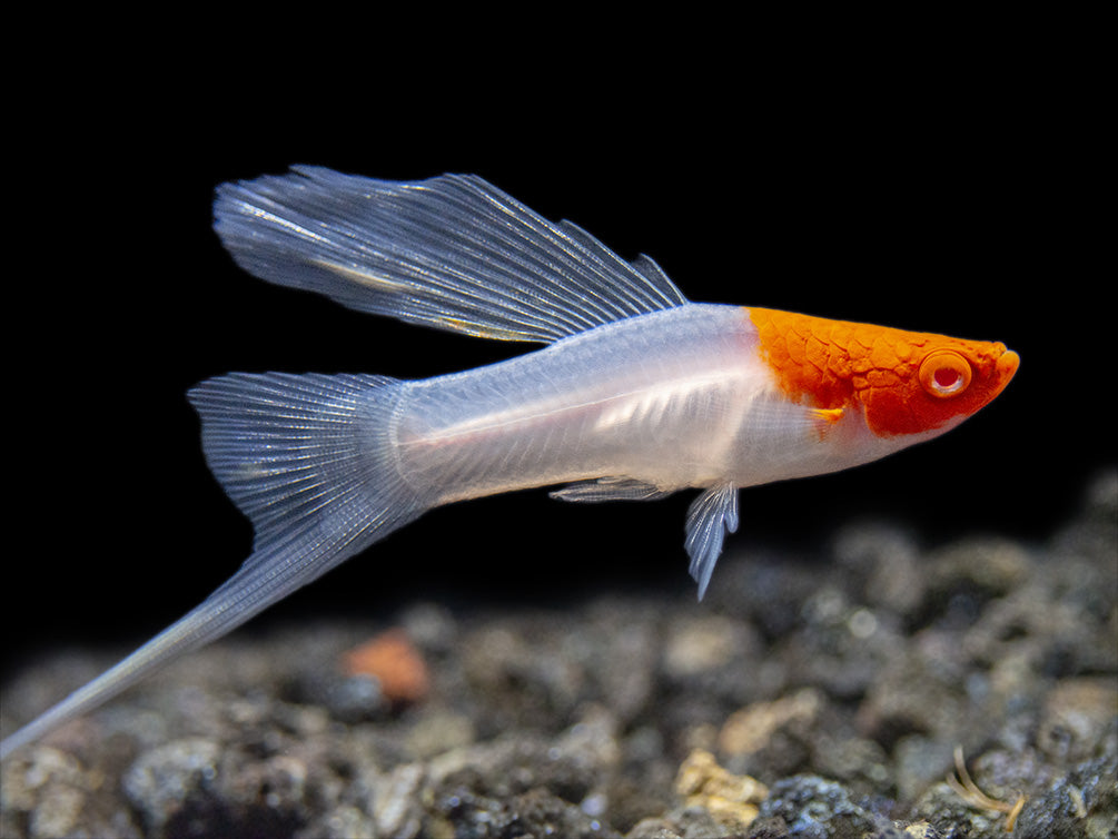 Hi Fin Tancho Kohaku Swordtail (Xiphophorus helleri), Tank-Bred