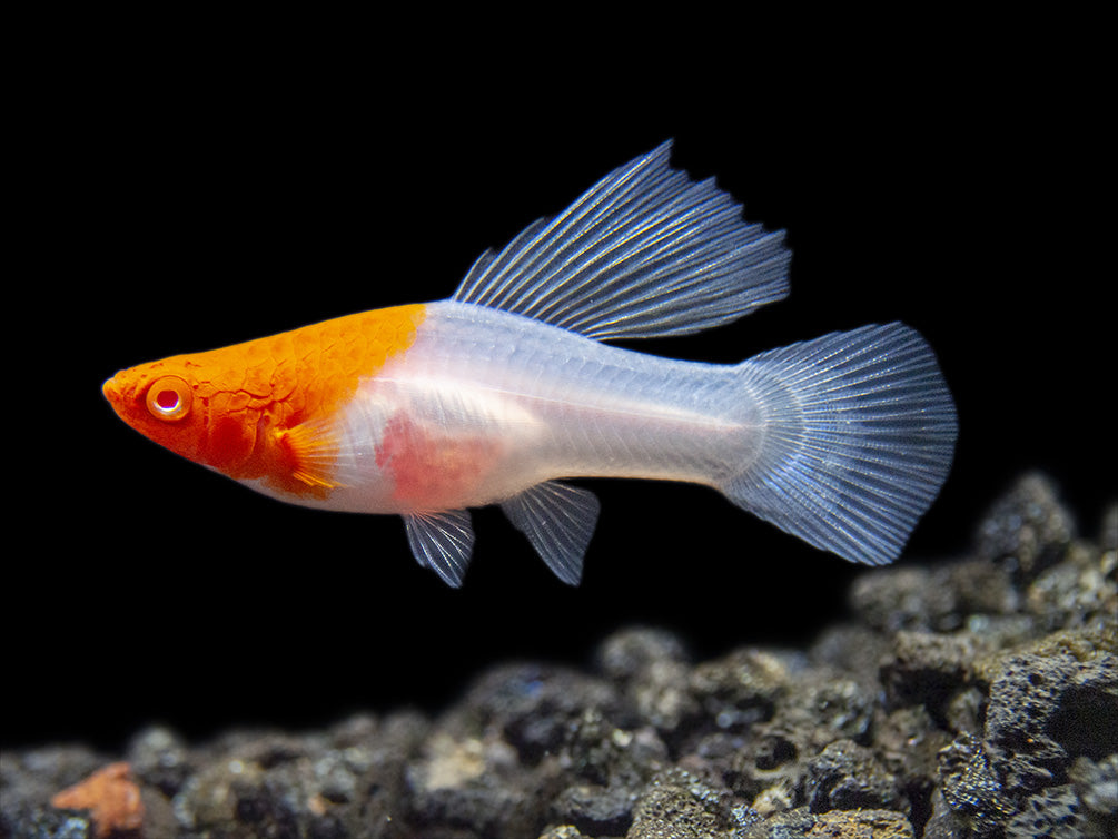 Hi Fin Tancho Kohaku Swordtail (Xiphophorus helleri), Tank-Bred