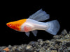 Hi Fin Tancho Kohaku Swordtail (Xiphophorus helleri), Tank-Bred
