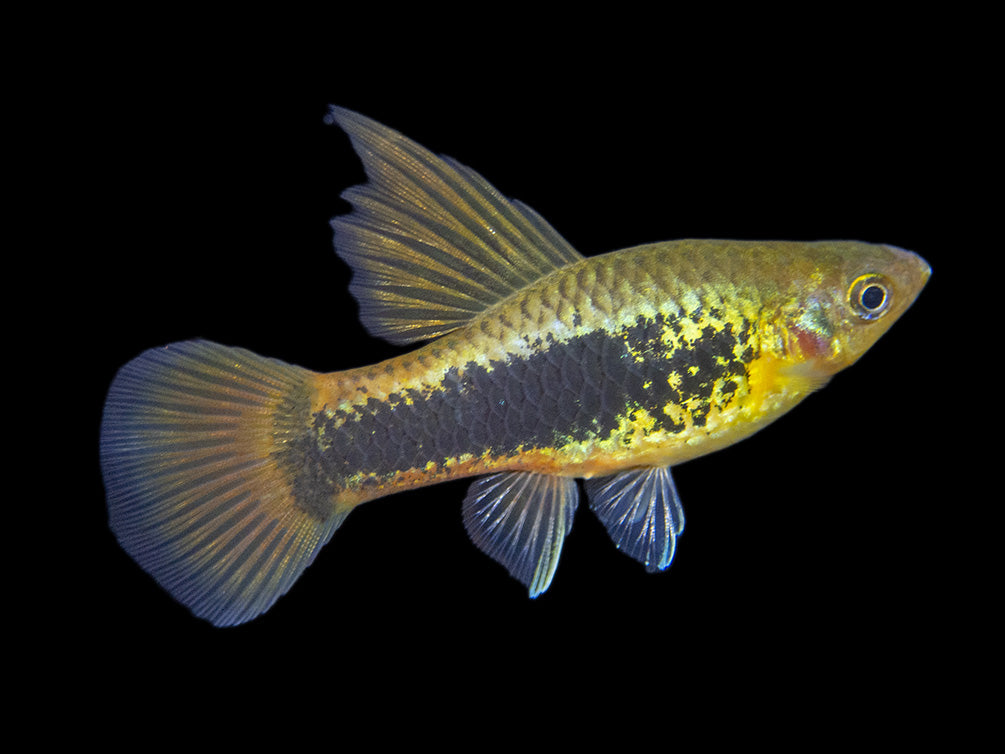 Hi Fin Tuxedo Platy (Xiphophorus maculatus), Tank-Bred