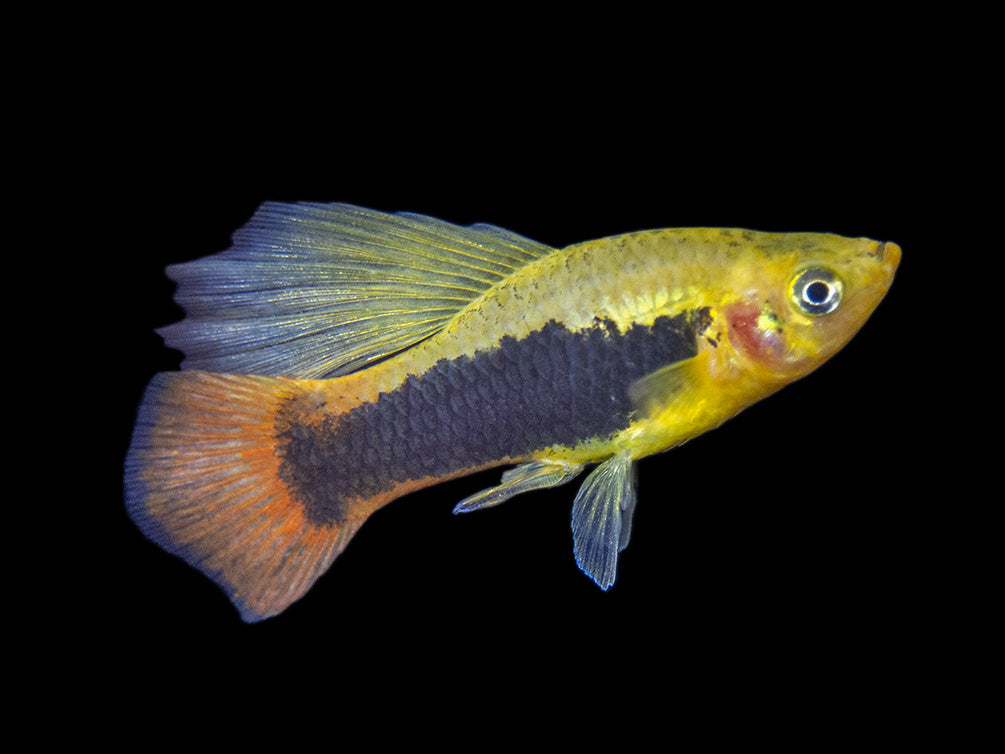 Hi Fin Tuxedo Platy (Xiphophorus maculatus), Tank-Bred