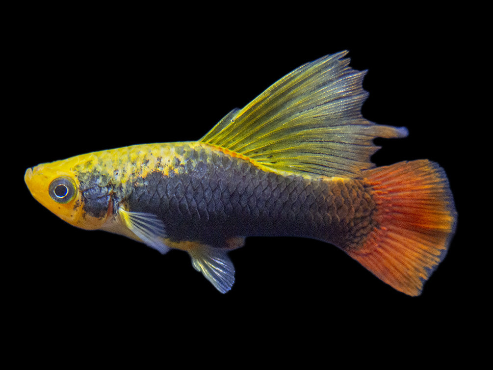 Hi Fin Tuxedo Platy (Xiphophorus maculatus), Tank-Bred