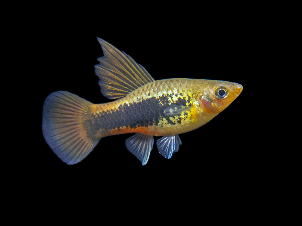 Hi Fin Tuxedo Platy (Xiphophorus maculatus), Tank-Bred