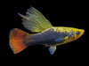 Hi Fin Tuxedo Platy (Xiphophorus maculatus), Tank-Bred