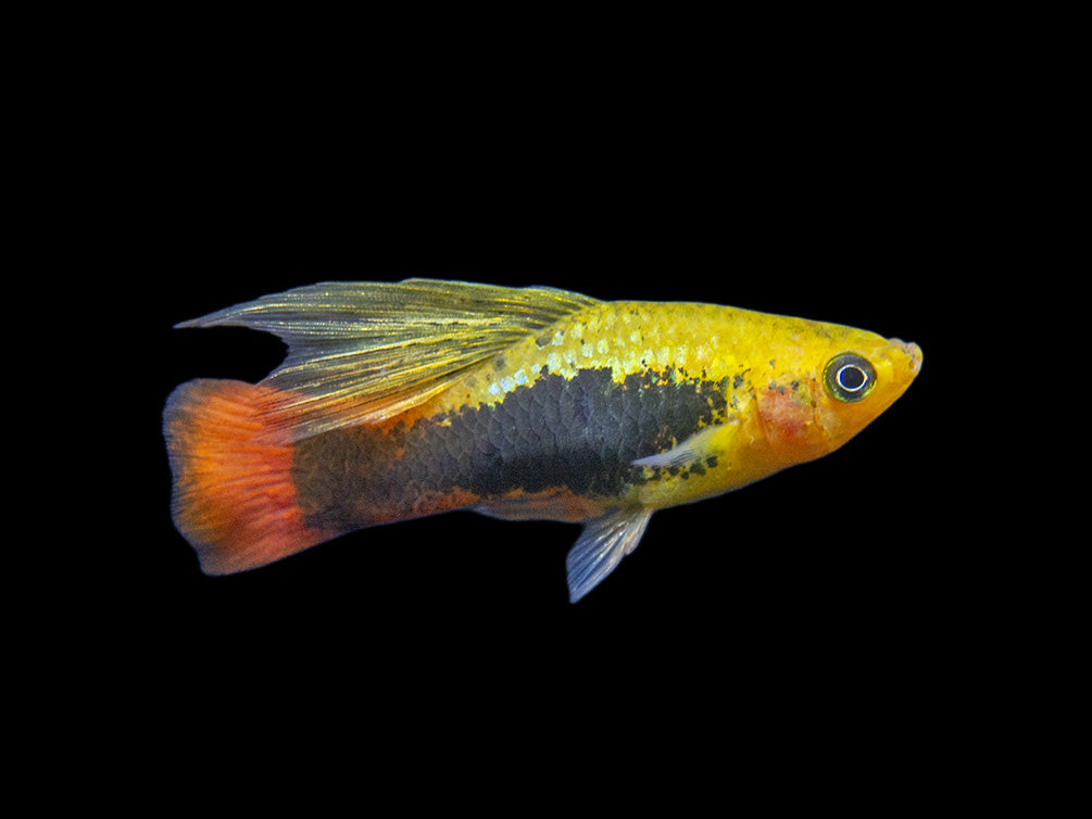 Hi Fin Tuxedo Platy (Xiphophorus maculatus), Tank-Bred