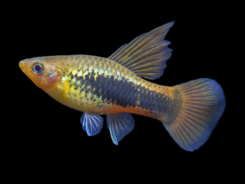 Hi Fin Tuxedo Platy (Xiphophorus maculatus), Tank-Bred