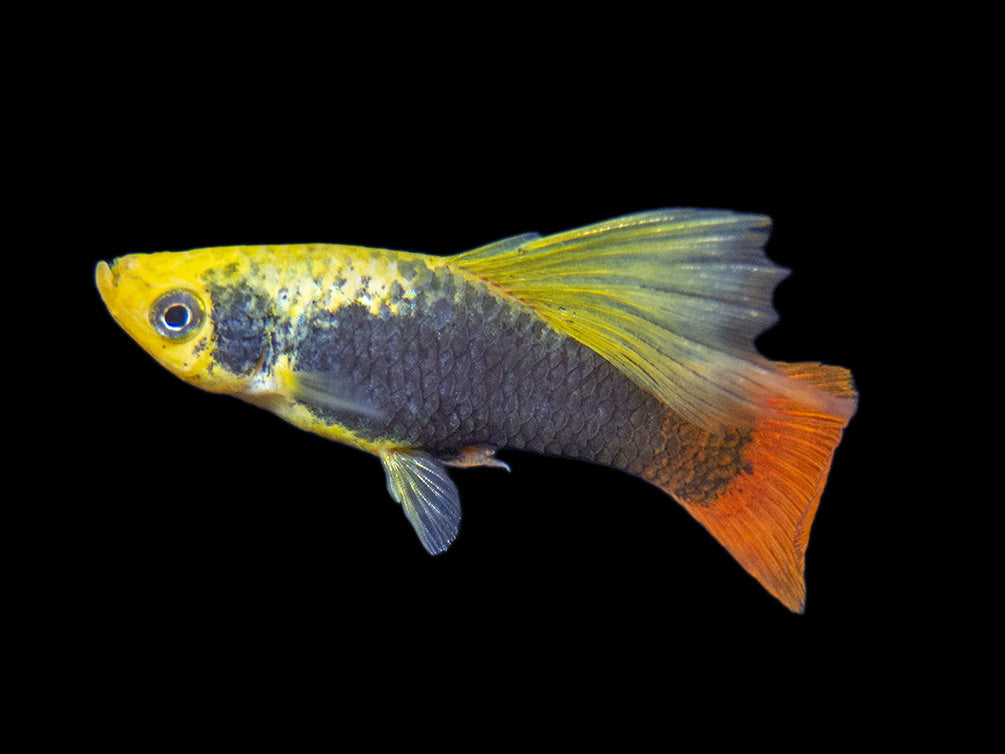 Hi Fin Tuxedo Platy (Xiphophorus maculatus), Tank-Bred