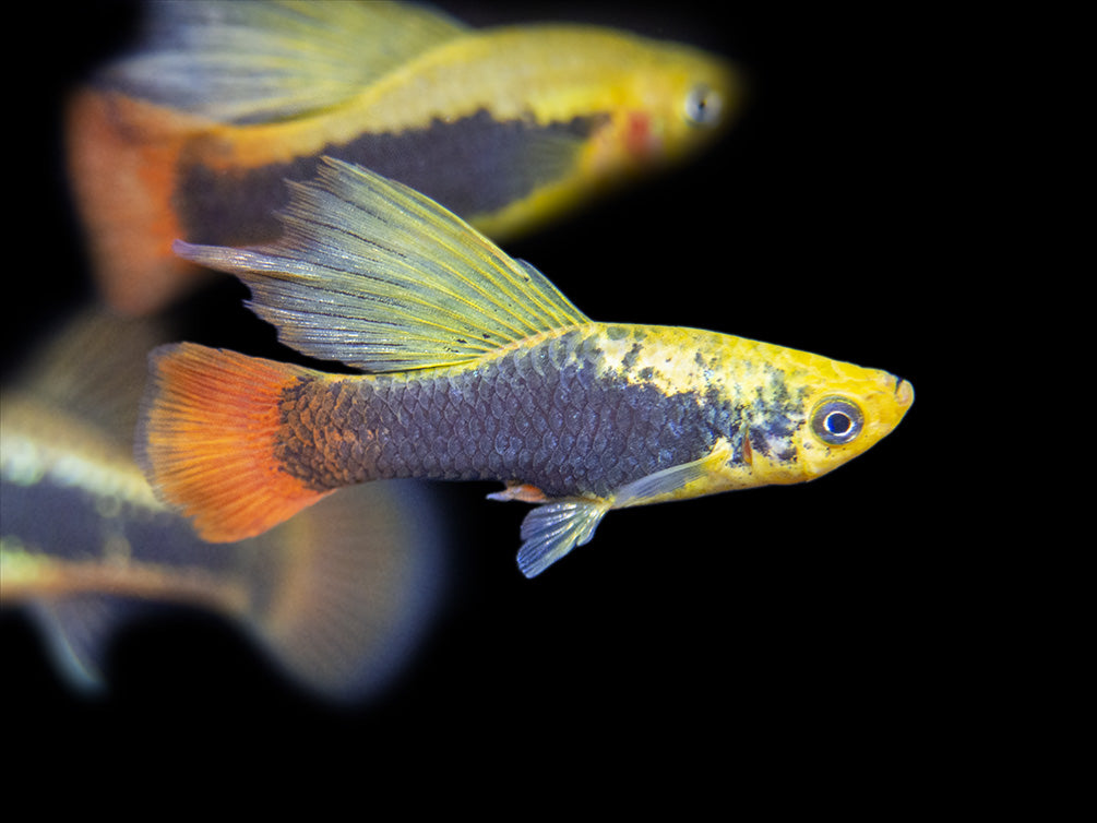 Hi Fin Tuxedo Platy (Xiphophorus maculatus), Tank-Bred