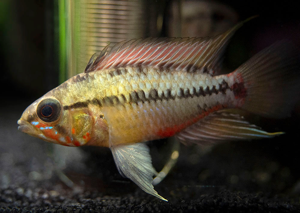 Hongslo's Dwarf Cichlid (Apistogramma hongsloi "Form II") - TANK-BRED!!!